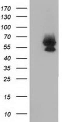 BEST3 Mouse anti-Human, Clone: OTI3B11, lyophilized, TrueMAB 100 &mu;g;