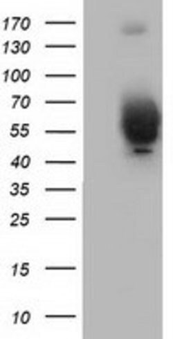 BEST3 Mouse anti-Human, Clone: OTI1B6, lyophilized, TrueMAB 100 &mu;g;