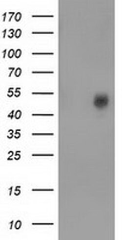 BEST3 Monoclonal Antibody (OTI1H5), TrueMAB , OriGene 100 &mu;L; Unconjugated:Antibodies,