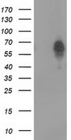 BEST3 Monoclonal Antibody (OTI3D7), TrueMAB , OriGene 30 &mu;L; Unconjugated:Antibodies,