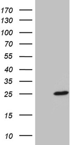 BEX2 Monoclonal Antibody (OTI1D1), TrueMAB , OriGene:Antibodies:Primary