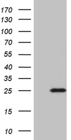 BEX2 Monoclonal Antibody (OTI1H3), TrueMAB , OriGene 100 &mu;L | Buy Online | OriGene | Fisher Scientific