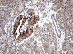 BFSP1 Mouse anti-Human, Clone: OTI3C11, lyophilized, TrueMAB 100 &mu;g;