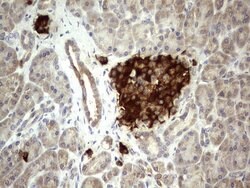 BFSP1 Mouse anti-Human, Clone: OTI1F4, lyophilized, TrueMAB 100 &mu;g;