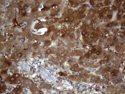 BFSP1 Monoclonal Antibody (OTI1F4), TrueMAB , OriGene 100 &mu;L; Unconjugated:Antibodies,