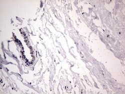 BFSP1 Mouse anti-Human, Clone: OTI2B2, lyophilized, TrueMAB 100 &mu;g;