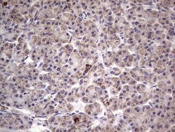 BFSP1 Monoclonal Antibody (OTI2B2), TrueMAB , OriGene 100 &mu;L; Unconjugated:Antibodies,