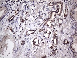 BFSP1 Mouse anti-Human, Clone: OTI2B2, lyophilized, TrueMAB 100 &mu;g;