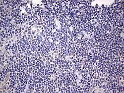 BFSP1 Monoclonal Antibody (OTI2B2), TrueMAB , OriGene 100 &mu;L; Unconjugated:Antibodies,