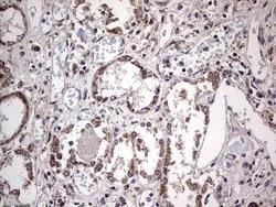 BFSP1 Mouse anti-Human, Clone: OTI2B2, lyophilized, TrueMAB 100 &mu;g;