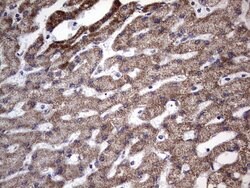 BFSP1 Monoclonal Antibody (OTI2B2), TrueMAB , OriGene 100 &mu;L; Unconjugated:Antibodies,