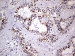 BFSP1 Monoclonal Antibody (OTI2B2), TrueMAB , OriGene 100 &mu;L; Unconjugated:Antibodies,