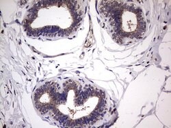 BFSP1 Mouse anti-Human, Clone: OTI3H6, lyophilized, TrueMAB 100 &mu;g;