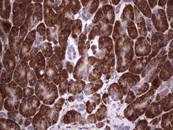 BFSP1 Mouse anti-Human, Clone: OTI3H6, lyophilized, TrueMAB 100 &mu;g;