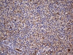BFSP1 Mouse anti-Human, Clone: OTI3H6, lyophilized, TrueMAB 100 &mu;g;