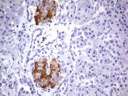 BFSP2 Monoclonal Antibody (OTI1C2), TrueMAB , OriGene 100 &mu;L; Unconjugated:Antibodies,