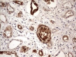 BFSP2 Mouse anti-Human, Clone: OTI2G2, lyophilized, TrueMAB 100 &mu;g;
