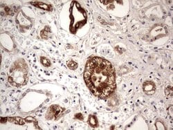 BFSP2 Monoclonal Antibody (OTI2G2), TrueMAB , OriGene 100 &mu;L; Unconjugated:Antibodies,