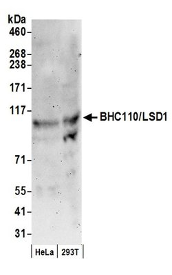 BHC110/LSD1 Rabbit anti-Human, Polyclonal, Bethyl Laboratories 100 &mu;l;
