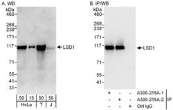 BHC110/LSD1 Rabbit anti-Human, Polyclonal, Bethyl Laboratories 100 &mu;L;