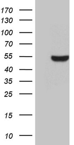 BHLHE40 Monoclonal Antibody (OTI2C7), TrueMAB , OriGene 100 &mu;L; Unconjugated:Antibodies,