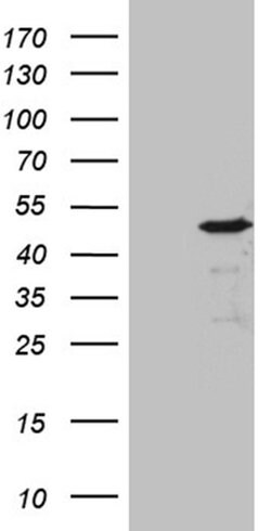 BHLHE40 Monoclonal Antibody (OTI4C4), TrueMAB , OriGene 100 &mu;L; Unconjugated:Antibodies,