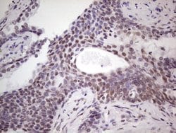 BHLHE41 Monoclonal Antibody (OTI10B11), TrueMAB , OriGene:Antibodies:Primary