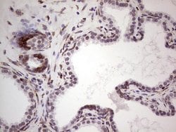 BHLHE41 Monoclonal Antibody (OTI10B11), TrueMAB , OriGene:Antibodies:Primary