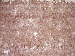BHLHE41 Mouse anti-Human, Clone: OTI3H4, lyophilized, TrueMAB 100 &mu;g;