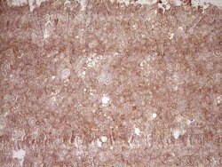 BHLHE41 Monoclonal Antibody (OTI3H4), TrueMAB , OriGene 100 &mu;L; Unconjugated:Antibodies,
