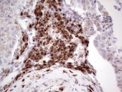 BHLHE41 Mouse anti-Human, Clone: OTI5B1, lyophilized, TrueMAB 100 &mu;g;