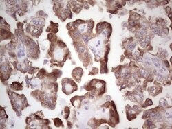 BHLHE41 Mouse anti-Human, Clone: OTI5B1, lyophilized, TrueMAB 100 &mu;g;