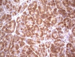 BHLHE41 Mouse anti-Human, Clone: OTI5B1, lyophilized, TrueMAB 100 &mu;g;