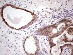BHLHE41 Mouse anti-Human, Clone: OTI5B1, lyophilized, TrueMAB 100 &mu;g;