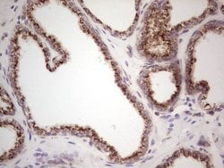 BHLHE41 Mouse anti-Human, Clone: OTI5B1, lyophilized, TrueMAB 100 &mu;g;