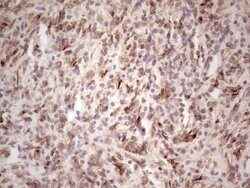 BHLHE41 Mouse anti-Human, Clone: OTI5B1, lyophilized, TrueMAB 100 &mu;g;