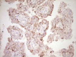BHLHE41 Monoclonal Antibody (OTI8H2), TrueMAB , OriGene 100 &mu;L; Unconjugated:Antibodies,