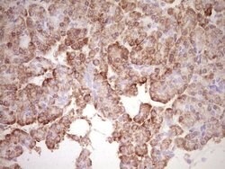 BHLHE41 Monoclonal Antibody (OTI8H2), TrueMAB , OriGene 100 &mu;L; Unconjugated:Antibodies,