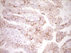 BHLHE41 Monoclonal Antibody (OTI8A8), TrueMAB , OriGene 100 &mu;L; Unconjugated:Antibodies,