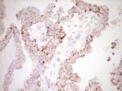 BHLHE41 Monoclonal Antibody (OTI7E8), TrueMAB , OriGene:Antibodies:Primary