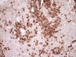 BHLHE41 Monoclonal Antibody (OTI7E8), TrueMAB , OriGene 100 &mu;L; Unconjugated:Antibodies,