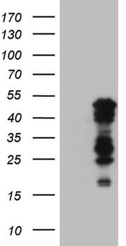 BHLHE41 Monoclonal Antibody (OTI10B11), TrueMAB , OriGene 100 &mu;L; Unconjugated:Antibodies,