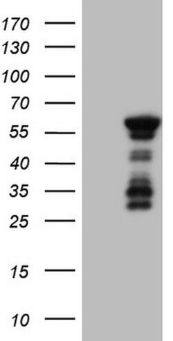 BHLHE41 Mouse anti-Human, Clone: OTI3H4, lyophilized, TrueMAB 100 &mu;g;