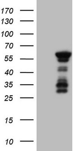 BHLHE41 Monoclonal Antibody (OTI3H4), TrueMAB , OriGene:Antibodies:Primary