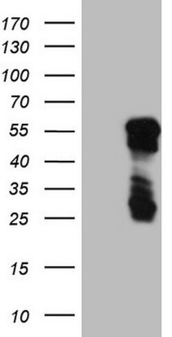 BHLHE41 Mouse anti-Human, Clone: OTI7B5, lyophilized, TrueMAB 100 &mu;g;