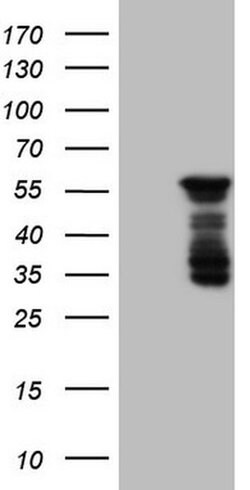 BHLHE41 Monoclonal Antibody (OTI8H2), TrueMAB , OriGene 100 &mu;L; Unconjugated:Antibodies,