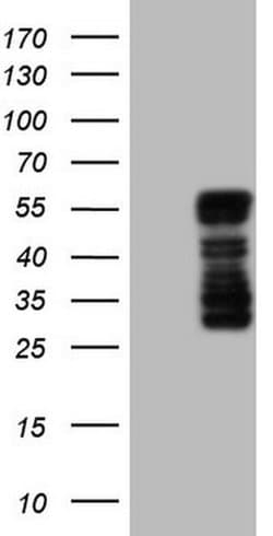 BHLHE41 Monoclonal Antibody (OTI8A8), TrueMAB , OriGene 100 &mu;L; Unconjugated:Antibodies,