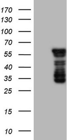 BHLHE41 Monoclonal Antibody (OTI7E8), TrueMAB , OriGene 100 &mu;L; Unconjugated:Antibodies,