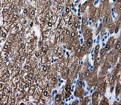 BHMT Monoclonal Antibody (OTI1E5), TrueMAB , OriGene 100 &mu;L; Unconjugated:Antibodies,