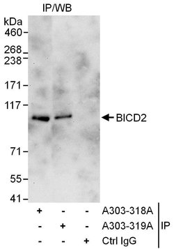 BICD2 Rabbit anti-Human, Polyclonal, Bethyl Laboratories 10 &mu;l; Unlabeled:Antibodies,